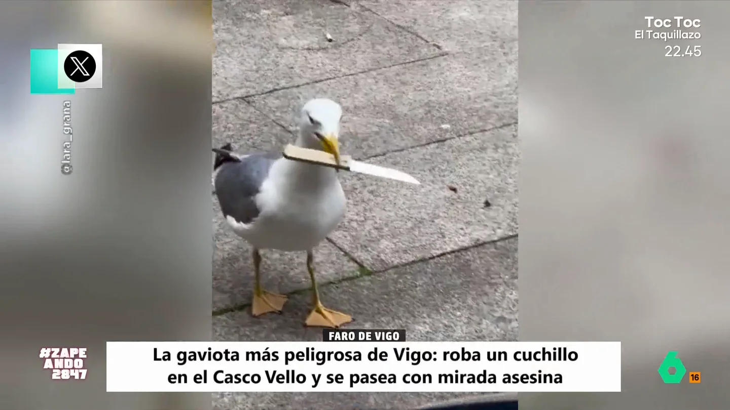 Una gaviota roba un cuchillo en Vigo y se pasea con él en el pico: "La nueva de 'Los pájaros' viene muy fuerte" El ave ha conseguido ser viral debido a su curiosa acción. "Claramente, es una nueva especie de gaviota", apunta Isabel Forner, "está la común y esta que es la gaviota ñeta"
