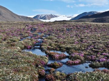 Las plantas del &Aacute;rtico reaccionan de forma inesperada al cambio clim&aacute;tico