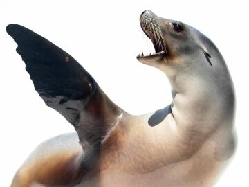 As&iacute; es la leona marina entrenada para "bailar" al ritmo de la m&uacute;sica 