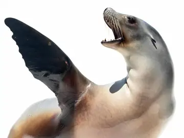 Así es la leona marina entrenada para "bailar" al ritmo de la música Así es la leona marina entrenada para "bailar" al ritmo de la música