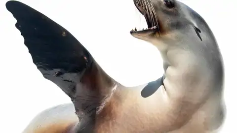 Así es la leona marina entrenada para "bailar" al ritmo de la música Así es la leona marina entrenada para "bailar" al ritmo de la música