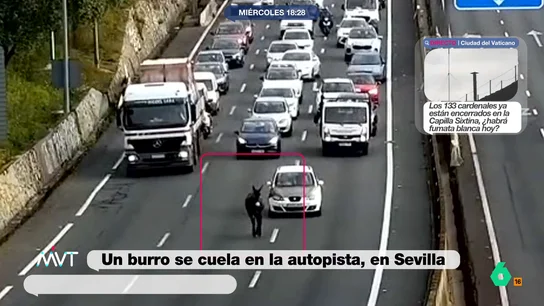 burro-autopista-sevilla burro-autopista-sevilla