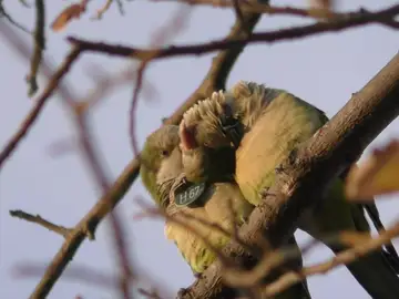 Las cotorras más sociales son las que tienen un vocabulario más rico Las cotorras más sociales son las que tienen un vocabulario más rico