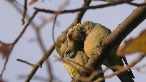 Las cotorras más sociales son las que tienen un vocabulario más rico Las cotorras más sociales son las que tienen un vocabulario más rico
