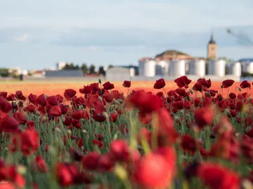 Amapolas en flor en Socuéllamos Amapolas en flor en Socuéllamos