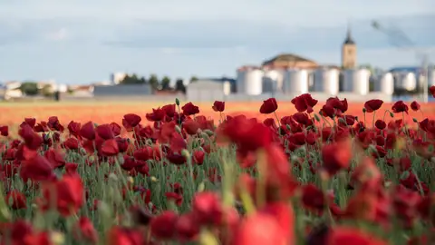 Amapolas en flor en Socuéllamos Amapolas en flor en Socuéllamos