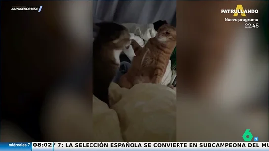 La divertida pelea viral de dos gatos que se pegan en silencio para no despertar al bebé La divertida pelea viral de dos gatos que se pegan en silencio para no despertar al bebé