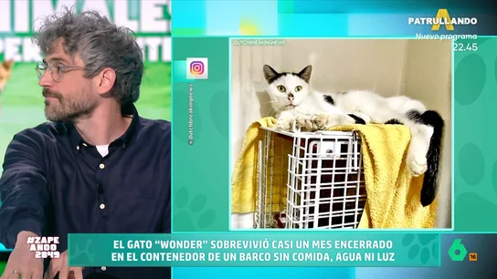 zapeando: Curiosa historia de Wonder, un gato polizón que sobrevivió un mes atrapado en un contenedor marítimo zapeando: Curiosa historia de Wonder, un gato polizón que sobrevivió un mes atrapado en un contenedor marítimo