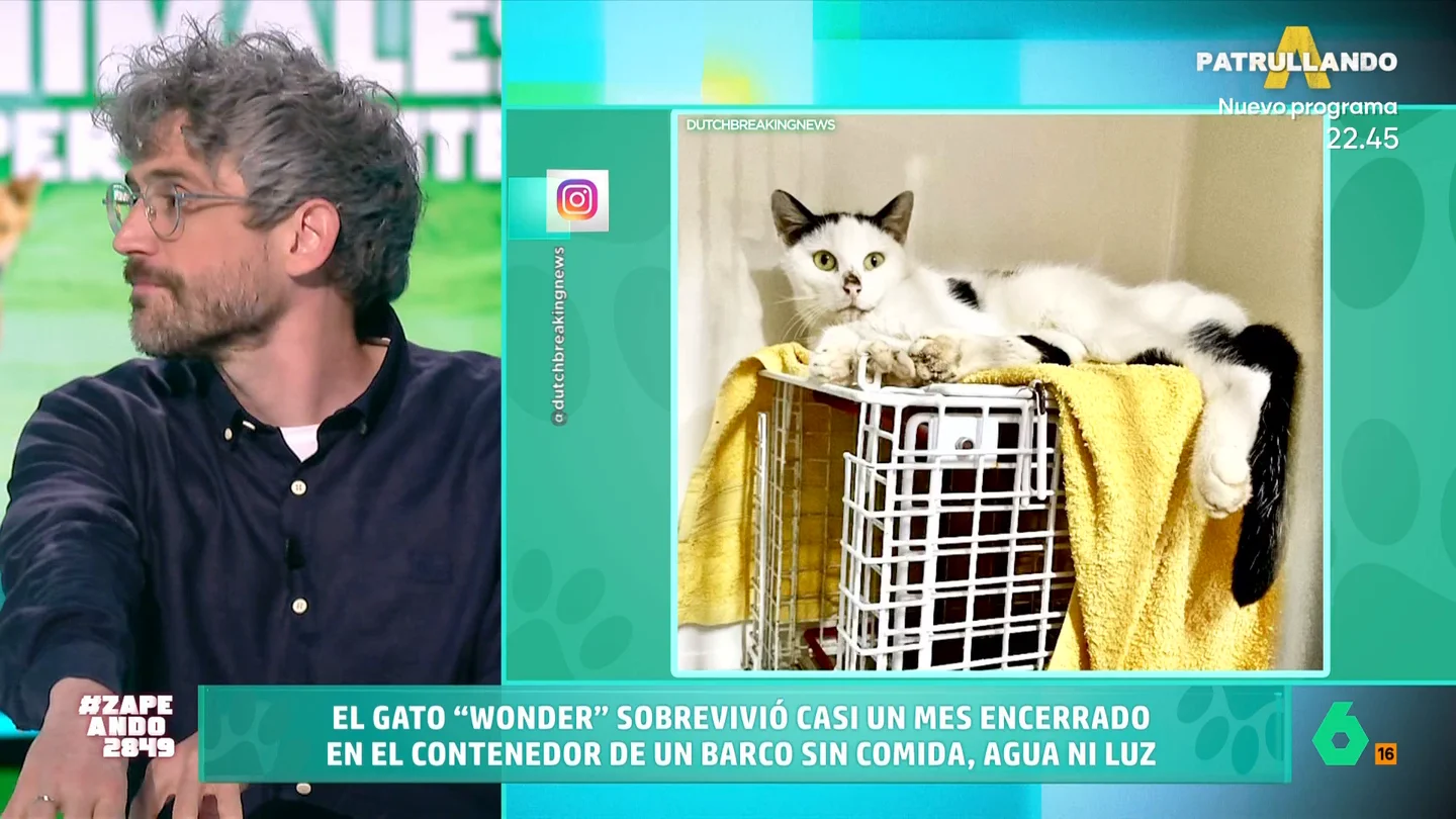 zapeando: Curiosa historia de Wonder, un gato polizón que sobrevivió un mes atrapado en un contenedor marítimo zapeando: Curiosa historia de Wonder, un gato polizón que sobrevivió un mes atrapado en un contenedor marítimo