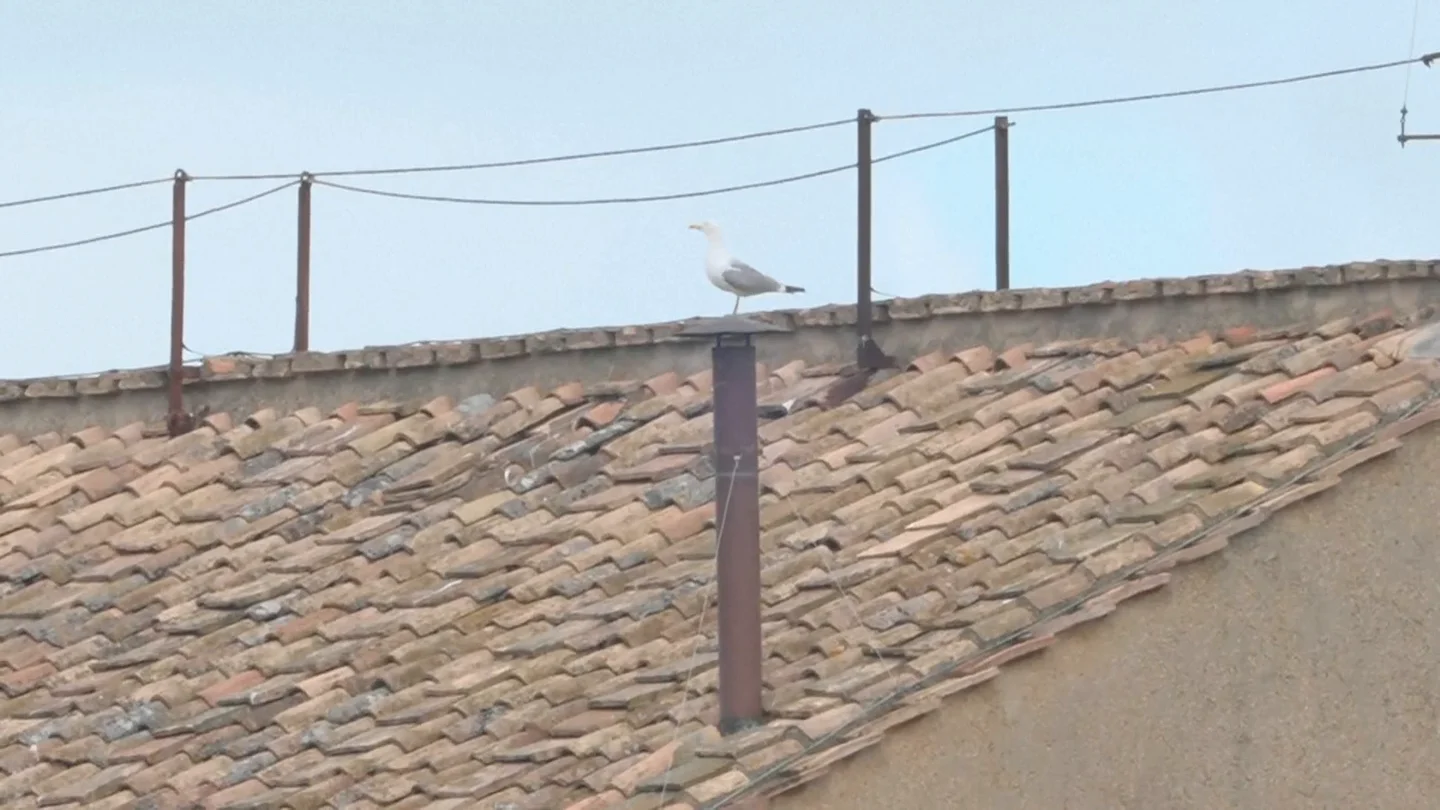 La gaviota de la chimenea de la Capilla Sixtina, otra de las grandes protagonistas laSexta