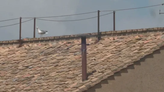 Gaviota después de la fumata Gaviota después de la fumata