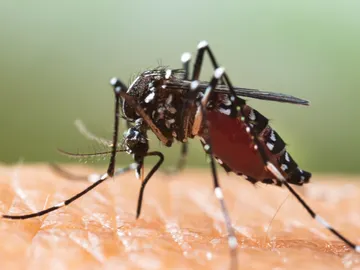 Experto alerta de que la proliferación de mosquitos este año será especialmente intensa por a las abundantes lluvias Experto alerta de que la proliferación de mosquitos este año será especialmente intensa por a las abundantes lluvias
