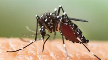 Experto alerta de que la proliferación de mosquitos este año será especialmente intensa por a las abundantes lluvias Experto alerta de que la proliferación de mosquitos este año será especialmente intensa por a las abundantes lluvias