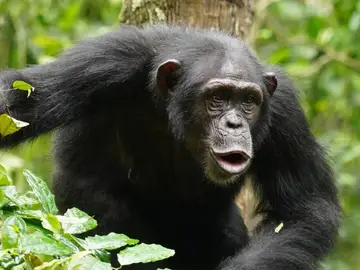 El lenguaje de los chimpancés es mucho más complejo de lo que creíamos: así combinan ritmos y sonidos El lenguaje de los chimpancés es mucho más complejo de lo que creíamos: así combinan ritmos y sonidos