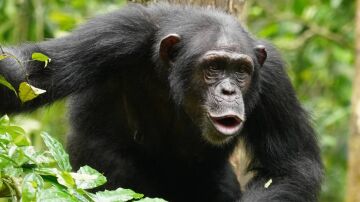 El lenguaje de los chimpancés es mucho más complejo de lo que creíamos: así combinan ritmos y sonidos