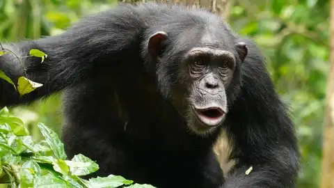El lenguaje de los chimpancés es mucho más complejo de lo que creíamos: así combinan ritmos y sonidos El lenguaje de los chimpancés es mucho más complejo de lo que creíamos: así combinan ritmos y sonidos
