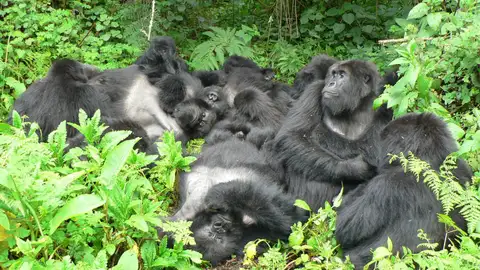 Familia de gorilas Familia de gorilas