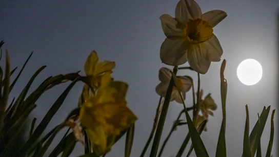 Una luna llena, vista detrás de un campo de flores Una luna llena, vista detrás de un campo de flores