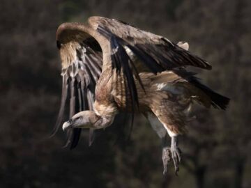 El desarrollo embrionario determina la evoluci&oacute;n compartida de alas y patas en aves y dinosaurios