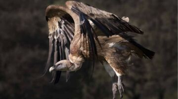 El desarrollo embrionario determina la evolución compartida de alas y patas en aves y dinosaurios