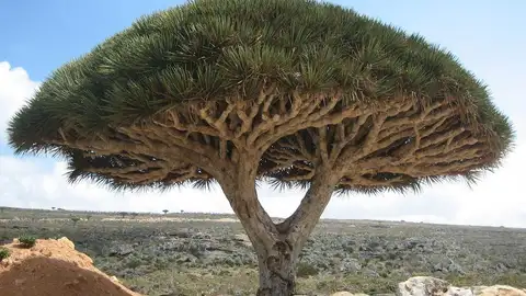 Árbol de sangre de dragón en Socotra Árbol de sangre de dragón en Socotra