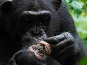 Los chimpancés crean vínculos que aseguran el éxito de la crianza y el bienestar Los chimpancés crean vínculos que aseguran el éxito de la crianza y el bienestar