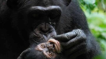Los chimpancés crean vínculos que aseguran el éxito de la crianza y el bienestar