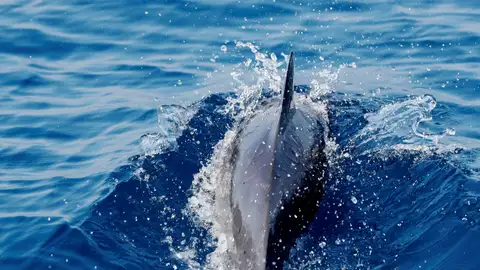 Ballena jorobada Ballena jorobada