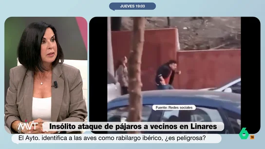 El 'drama' de Bea de Vicente con los pájaros rabilargos: "Vivo rodeada de ellos. Protegen sus nidos" El 'drama' de Bea de Vicente con los pájaros rabilargos: "Vivo rodeada de ellos. Protegen sus nidos"