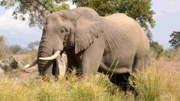 Elefante africano