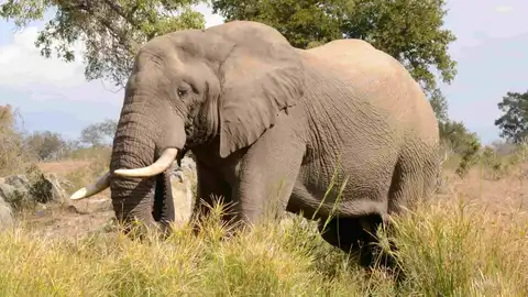 Elefante africano Elefante africano