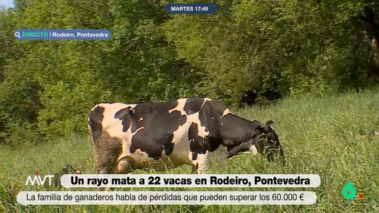 Un rayo mata a 22 vacas en Rodeiro (Pontevedra): su dueña se salvó de milagro Más de una veintena de vacas cayeron fulminadas después de que un rayo cayera sobre el camino anegado por el que estaban pasando. La ganadera que les acompañaba se salvó gracias a que llevaba botas de goma.