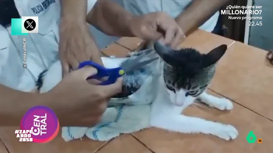 Pillan a un gato que introducía droga en una cárcel: "Tiene cara de que ya lo ha hecho más veces" El que ya han bautizado como el 'narco michi', fue cazado por las autoridades de Costa Rica con varios fardos adosados a su cuerpo mientras pretendía entrar en la cárcel de Pococí.