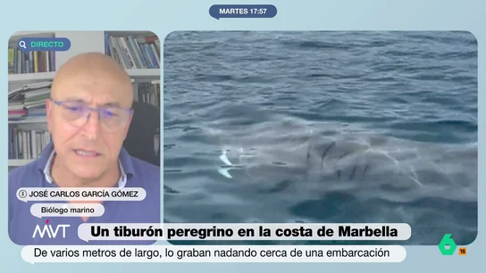 Un biólogo marino, sobre el tiburón peregrino visto en Marbella: "Son totalmente inofensivos, podéis estar tranquilos" José Carlos García Gómez explica que esta especie no es vegetariana. "Comen zooplancton, es decir, plancton animal", indica el biólogo. Este tipo de plancton es "una especie de gambita pequeña", por ello los dientes de este animal son muy pequeños.