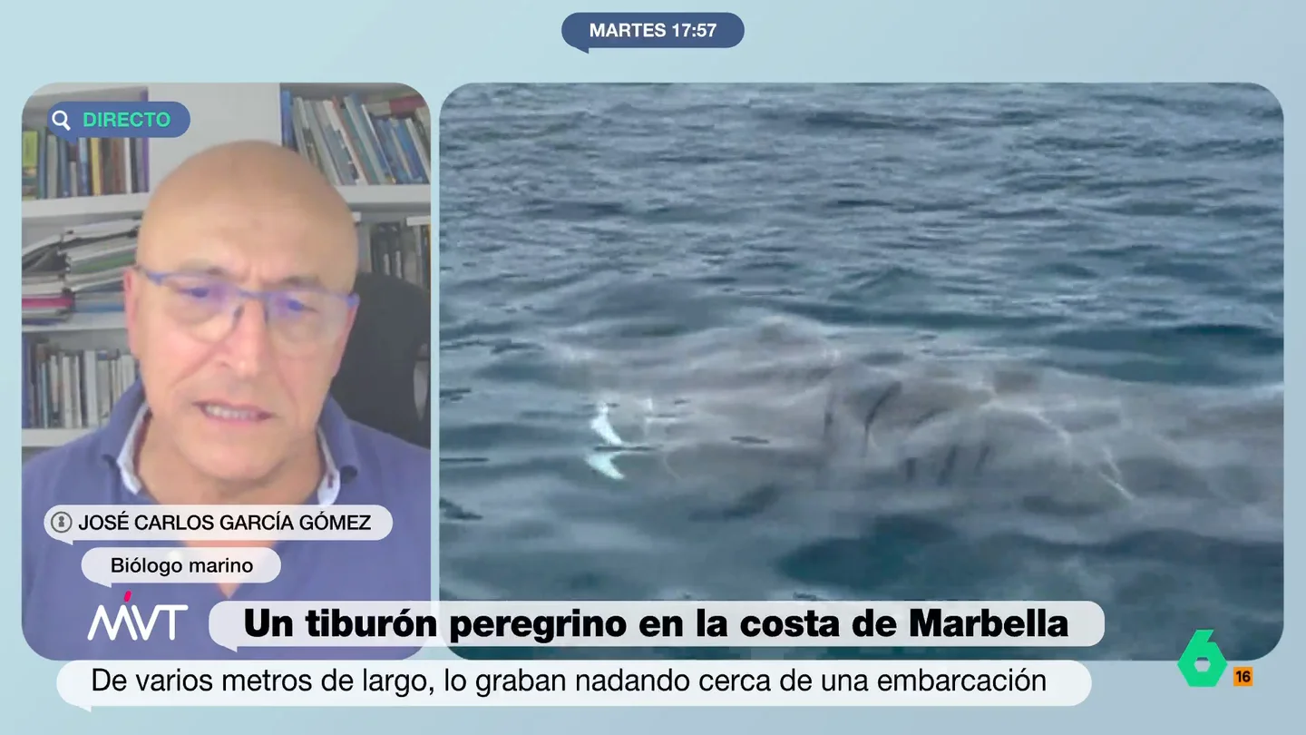 Un biólogo marino, sobre el tiburón peregrino visto en Marbella: "Son totalmente inofensivos, podéis estar tranquilos" José Carlos García Gómez explica que esta especie no es vegetariana. "Comen zooplancton, es decir, plancton animal", indica el biólogo. Este tipo de plancton es "una especie de gambita pequeña", por ello los dientes de este animal son muy pequeños.