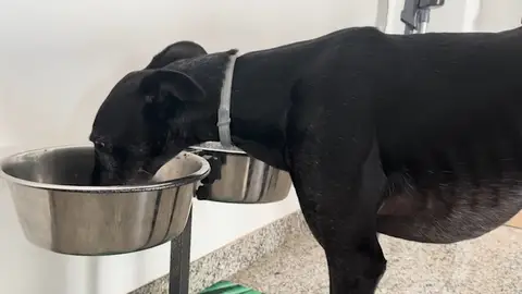 La forma más saludable de alimentar a tu mascota, según los expertos La forma más saludable de alimentar a tu mascota, según los expertos