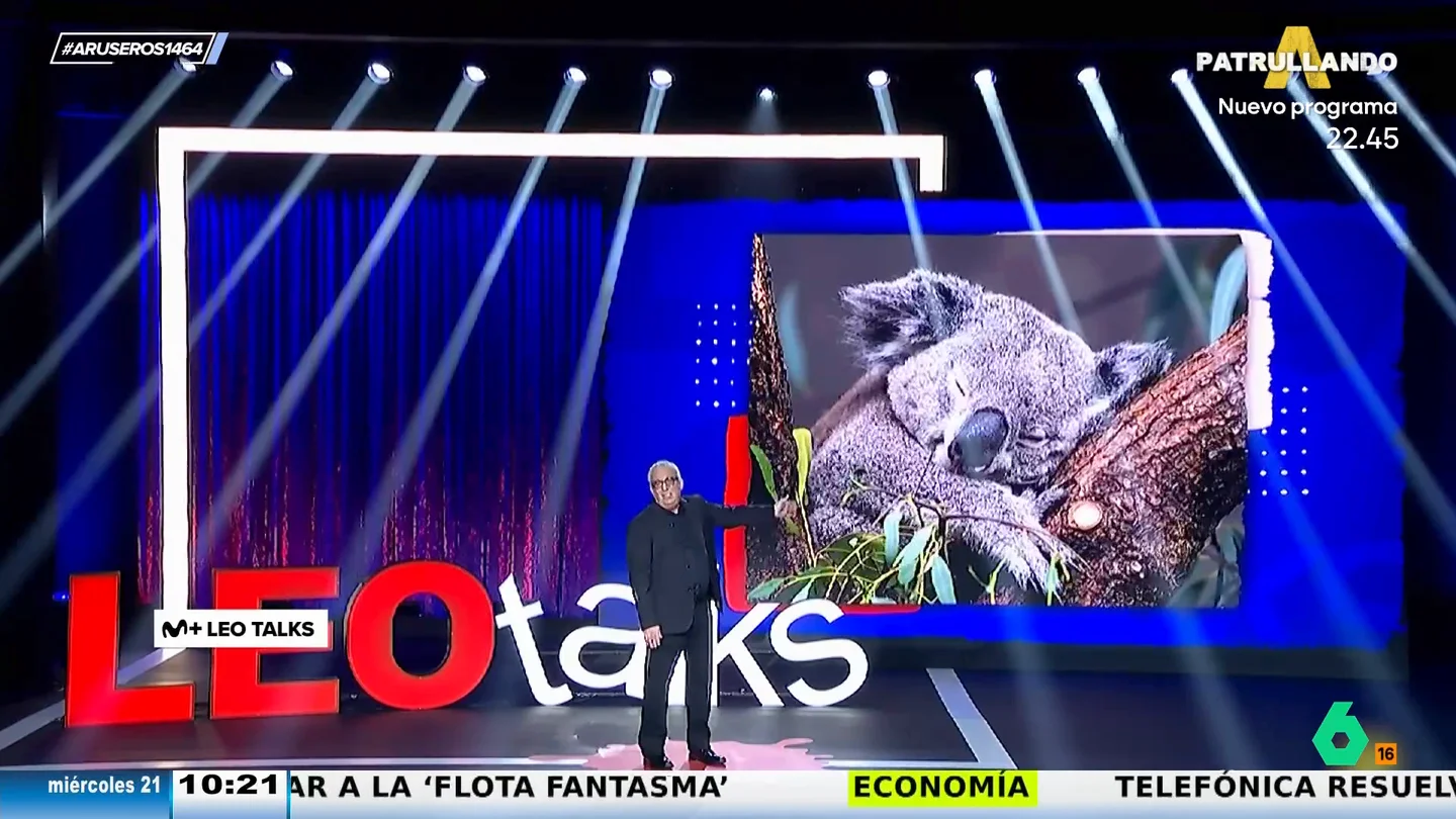 Leo Harlem, sobre los koalas: "Son la desidia hecha marsupial" Leo Harlem, sobre los koalas: "Son la desidia hecha marsupial"