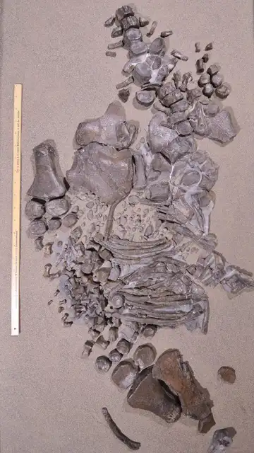 Restos fósiles de un elasmosaurio juvenil Restos fósiles de un elasmosaurio juvenil