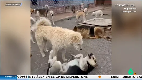 'King Charles', el perro líder de un refugio que arrasa en redes: "Cuando aparece todos dejan de ladrar" 'King Charles', el perro líder de un refugio que arrasa en redes: "Cuando aparece todos dejan de ladrar"