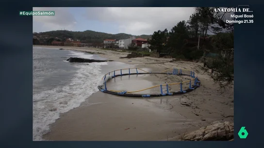Consecuencias del boom del salmón Consecuencias del boom del salmón