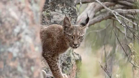 Lince ibérico Lince ibérico