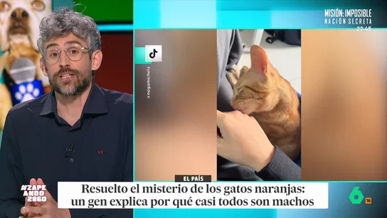 El veterinario Víctor Algra explica por qué los gatos naranjas suelen ser macho y las tricolores hembra En ambos casos, todo tiene que ver con sus genes. El veterinario indica que, en ambos casos, está asociado a los cromosomas X. Descubre la explicación en el vídeo principal.