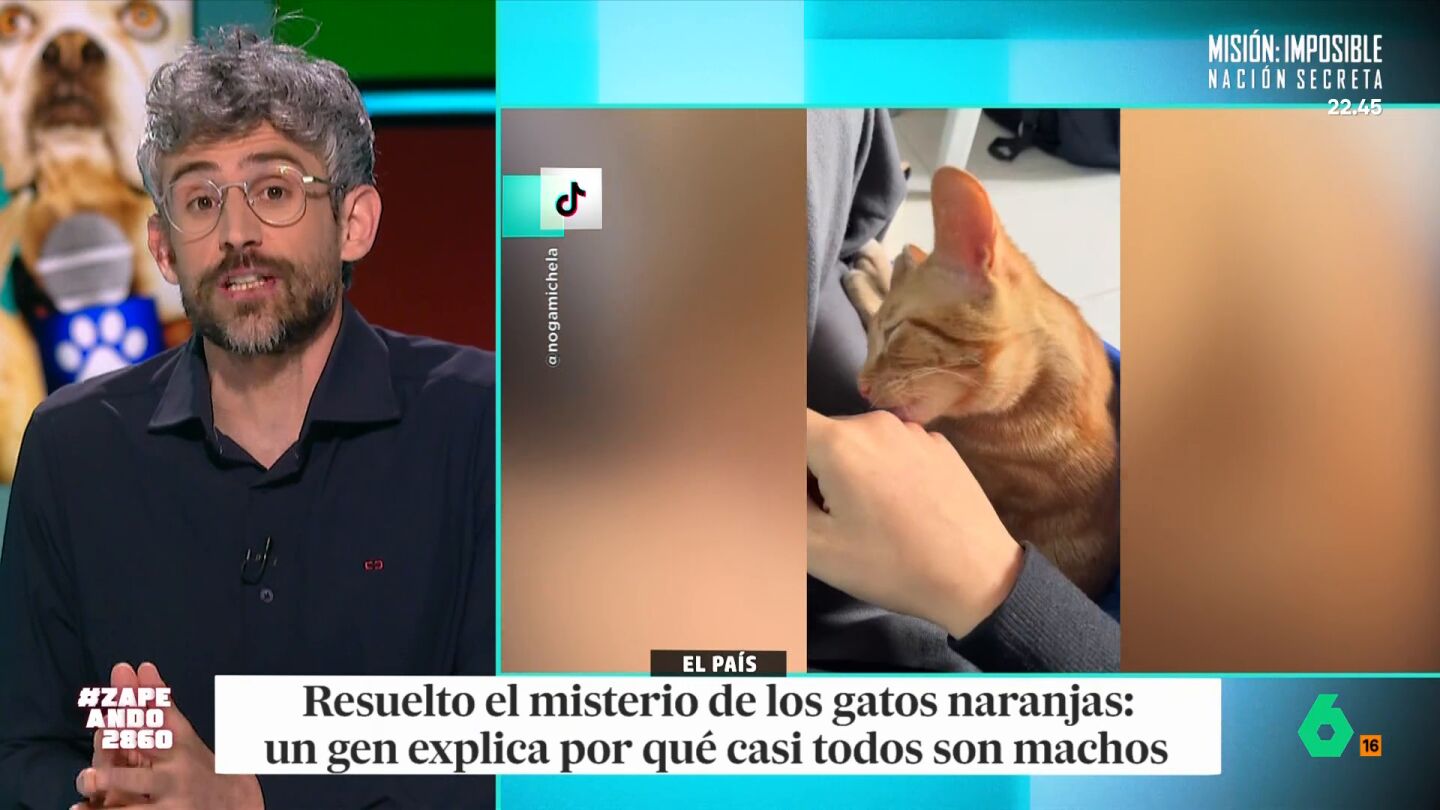 En ambos casos, todo tiene que ver con sus genes. El veterinario indica que, en ambos casos, est&aacute; asociado a los cromosomas X. Descubre la explicaci&oacute;n en el v&iacute;deo principal. 
