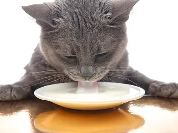 Gato tomando leche Gato tomando leche