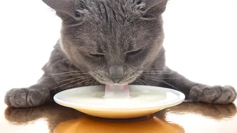 Gato tomando leche Gato tomando leche