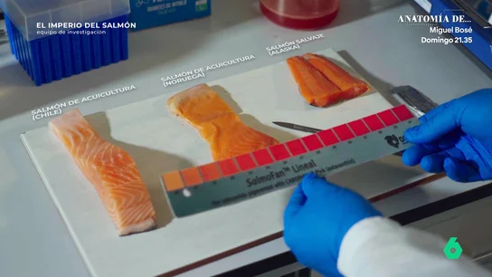 Análisis de salmón en laboratorio Análisis de salmón en laboratorio