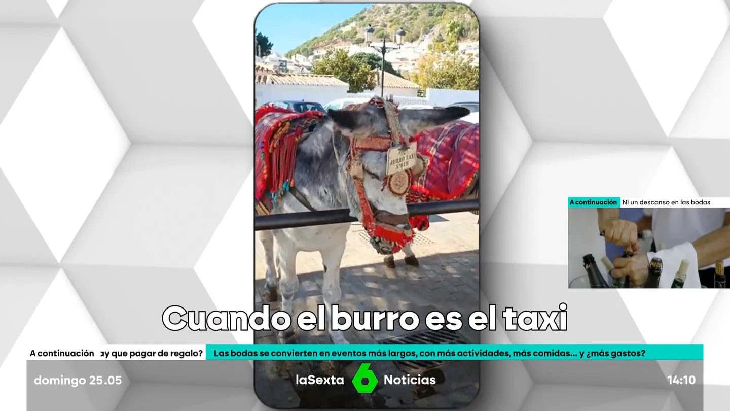 burrotaxi mijas burrotaxi mijas