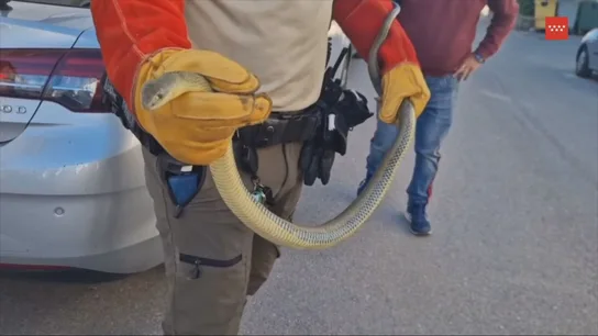 Qué hacer si encuentras una serpiente en el coche. Qué hacer si encuentras una serpiente en el coche.
