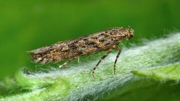 El coste económico global de las especies invasoras podría ser 1.600 veces más de lo que se estimaba