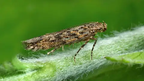 El coste económico global de las especies invasoras podría ser 1.600 veces más de lo que se estimaba El coste económico global de las especies invasoras podría ser 1.600 veces más de lo que se estimaba